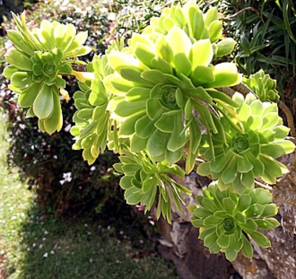 Aeônio