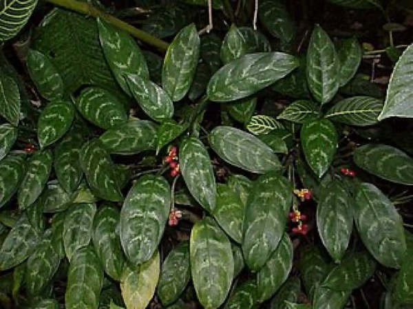 Aglaonema