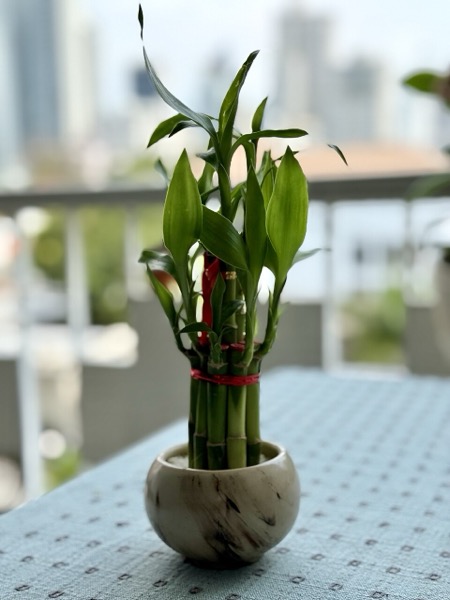 Bambu-da-sorte