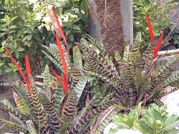 Bromélia Vriesea