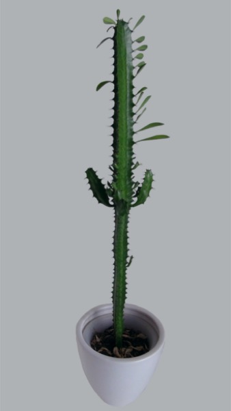 Cacto-candelabro