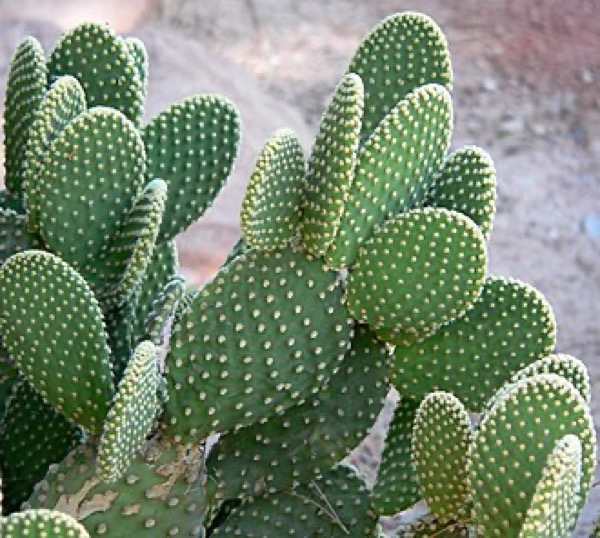 Cacto Orelha-de-coelho