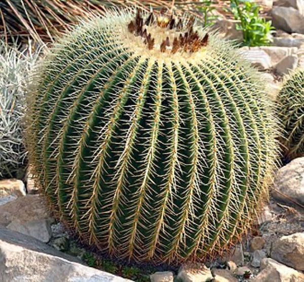 Cadeira-de-sogra