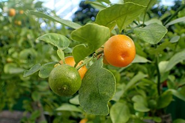 Calamondim