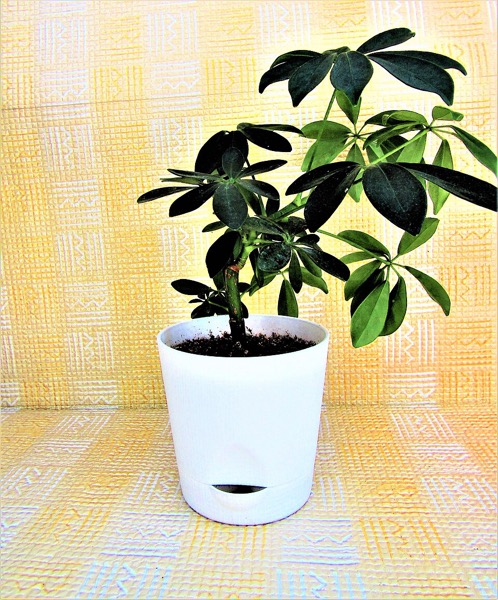 Schefflera