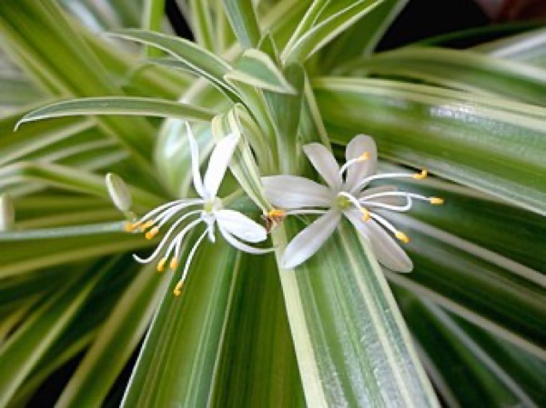 Clorofito
