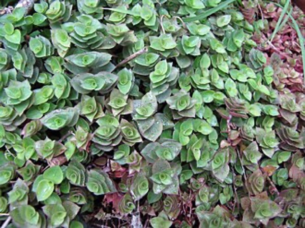 Dinheiro-em-penca