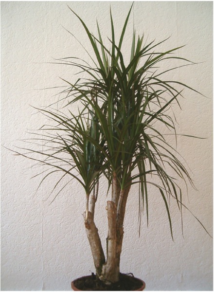 Dracena-de-madagascar