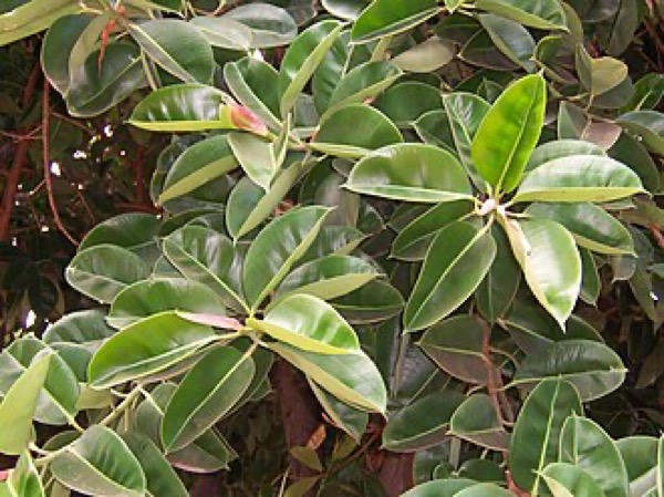 Falsa-Seringueira