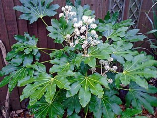 Fatsia
