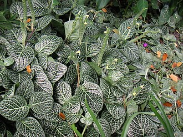 Fitônia