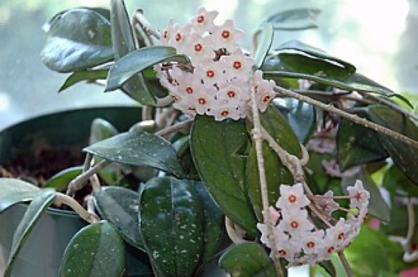 Flor-de-cera