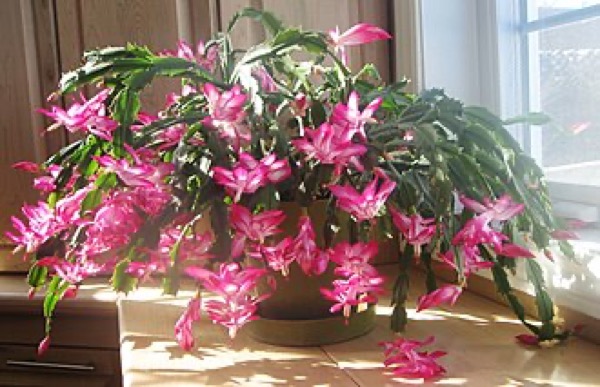 Flor-de-maio