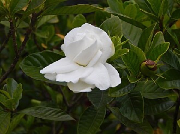 Gardênia