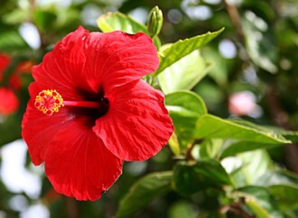 Hibisco