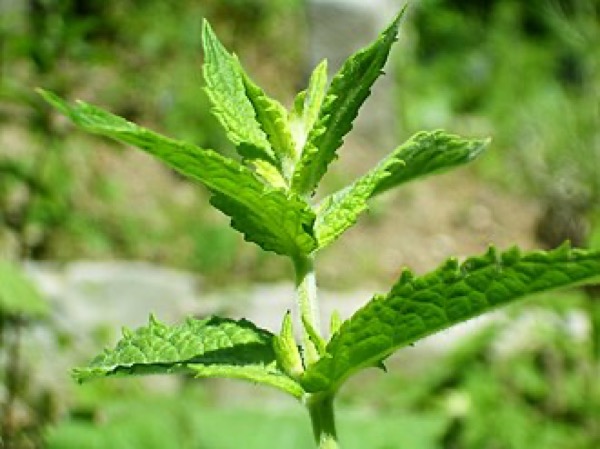 Menta