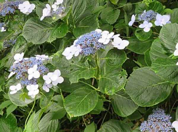 Hortênsia