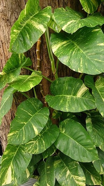 Jiboia