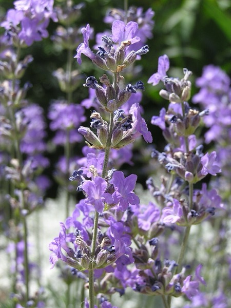Lavanda
