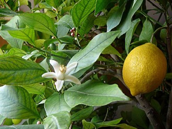 Limoeiro