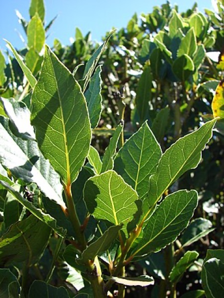 Alloro