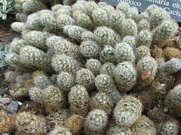 Mammillaria