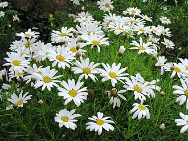 Margarida-arbustiva