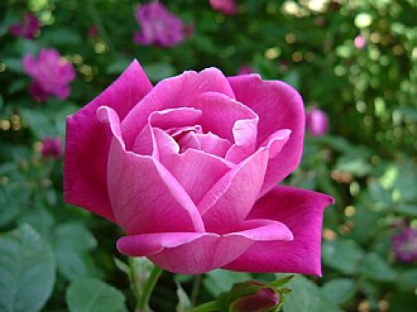 Mini-rosa