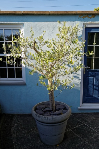 Oliveira