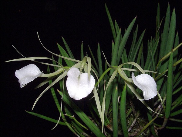 Orquídea Dama-da-Noite