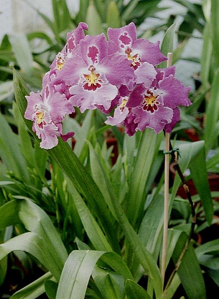 Orquídea Cambria