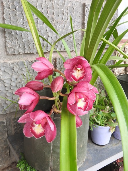 Orquídea Cymbidium