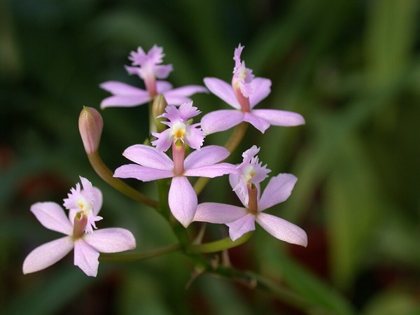 Orquídea-da-Praia
