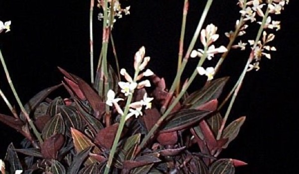 Orquídea-Joia