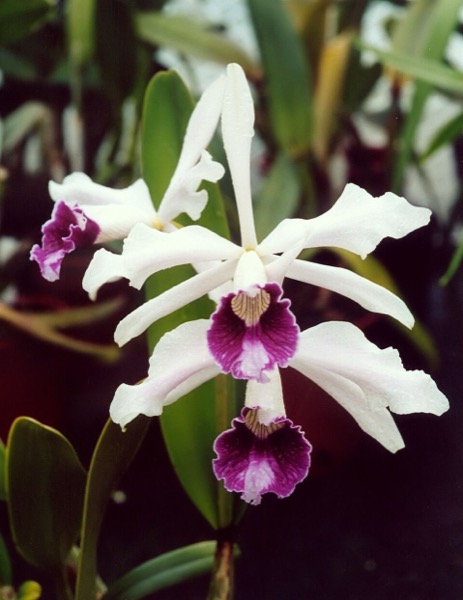 Orquídea Laelia