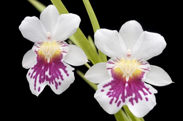 Orquídea Miltônia