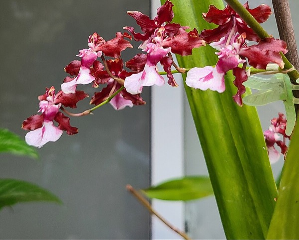 Orquídea Oncidium