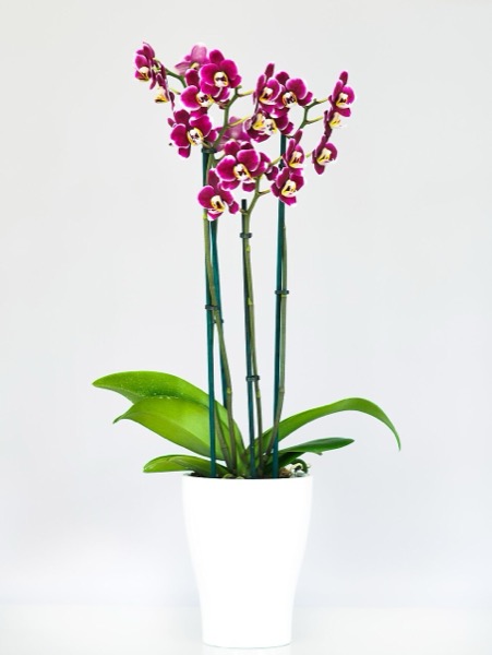 Orquídea Phalaenopsis