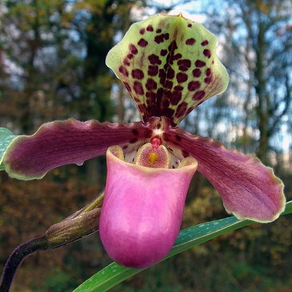Orquídea Sapatinho