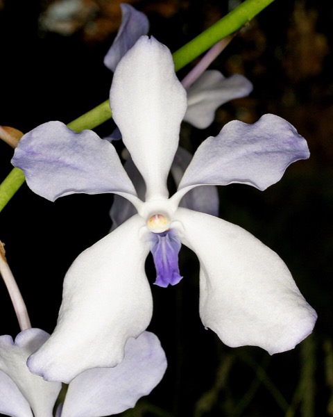 Orquídea Vanda