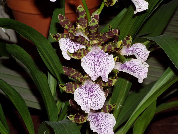 Orquídea Zygopetalum
