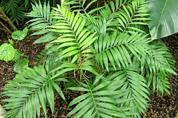Palmeira Camedórea