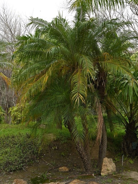 Palmeira Fênix