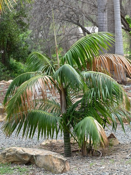 Palmeira Kentia