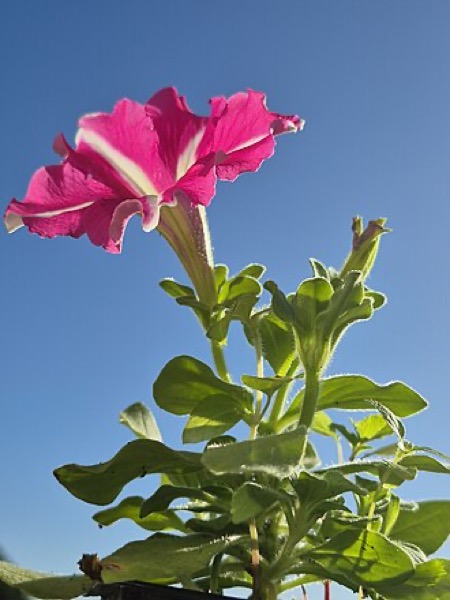 Petúnia