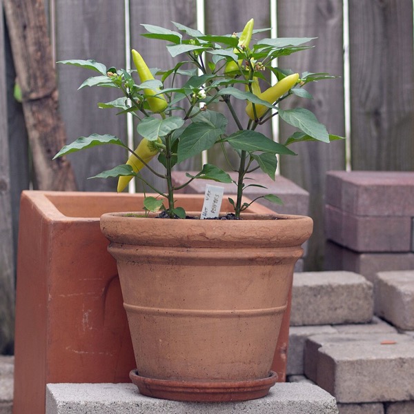 Pimenta