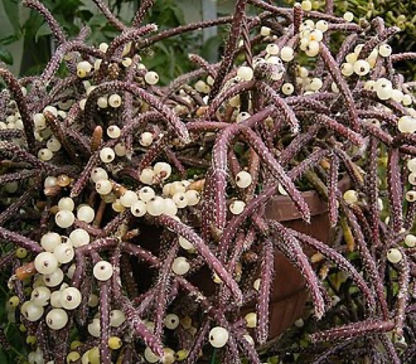 Rhipsalis