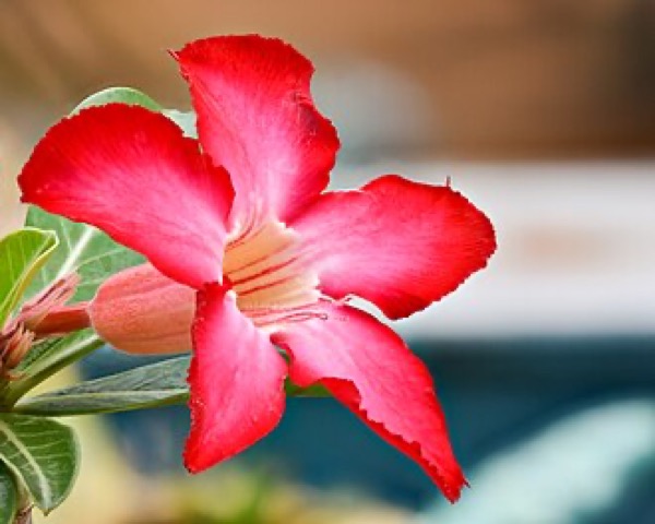 Rosa-do-deserto