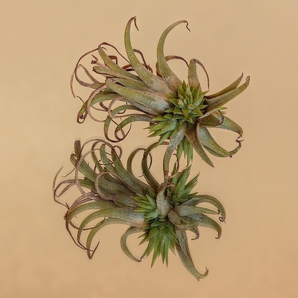 Tillandsia