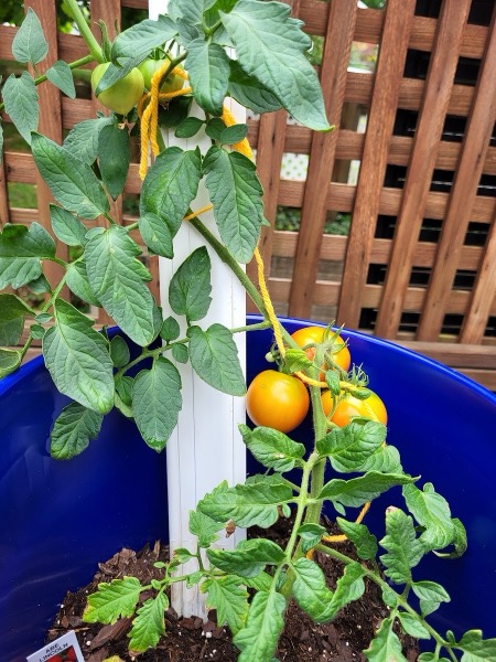 Tomate-cereja